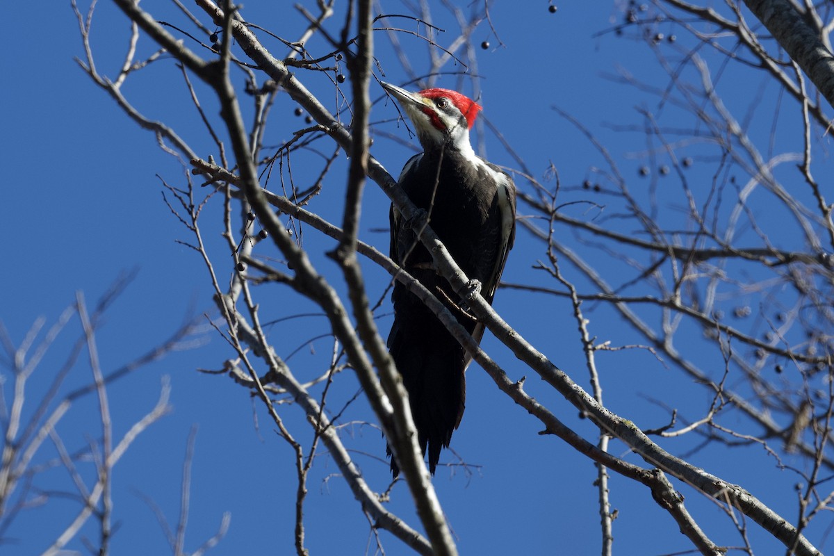Pileated Woodpecker - ML648893565