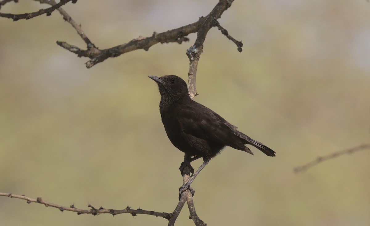 Саванная термитница - ML648893623