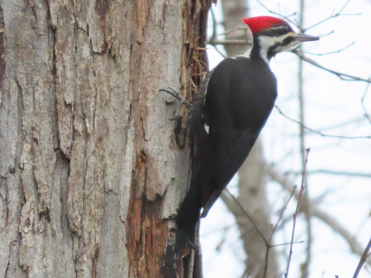 Pileated Woodpecker - ML648893707