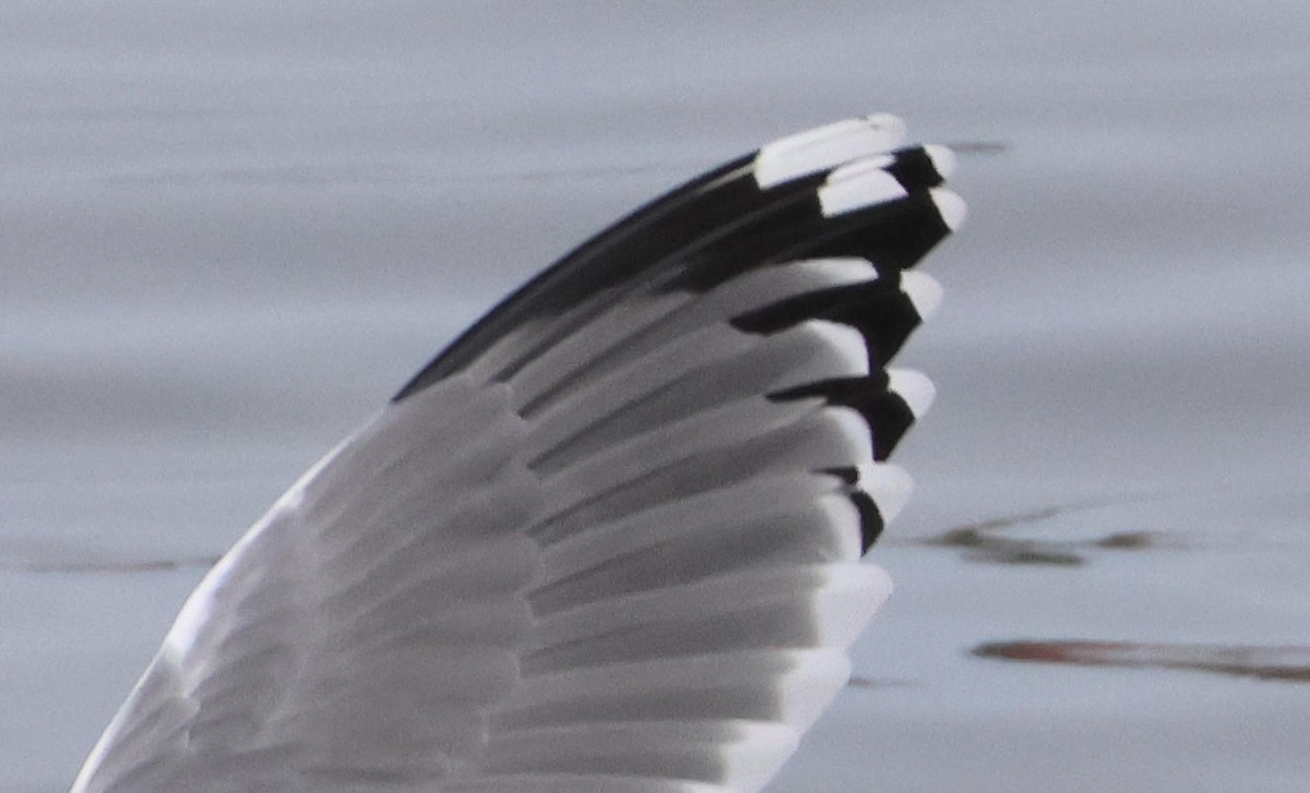 Gaviota/Gavión sp. - ML648893794