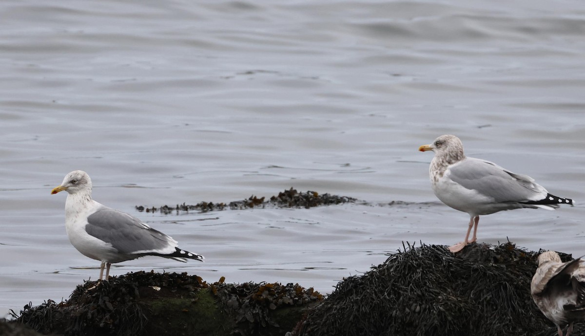 Gaviota/Gavión sp. - ML648893795