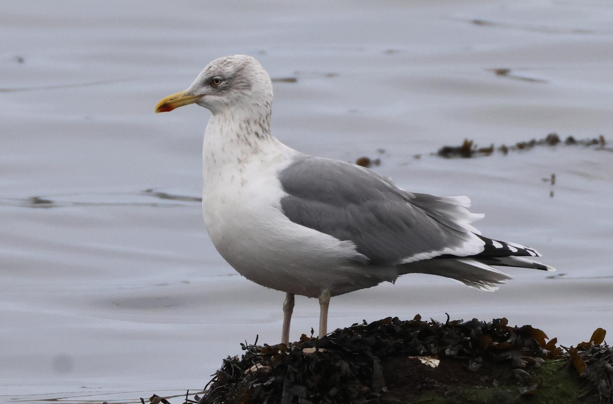 Gaviota/Gavión sp. - ML648893796
