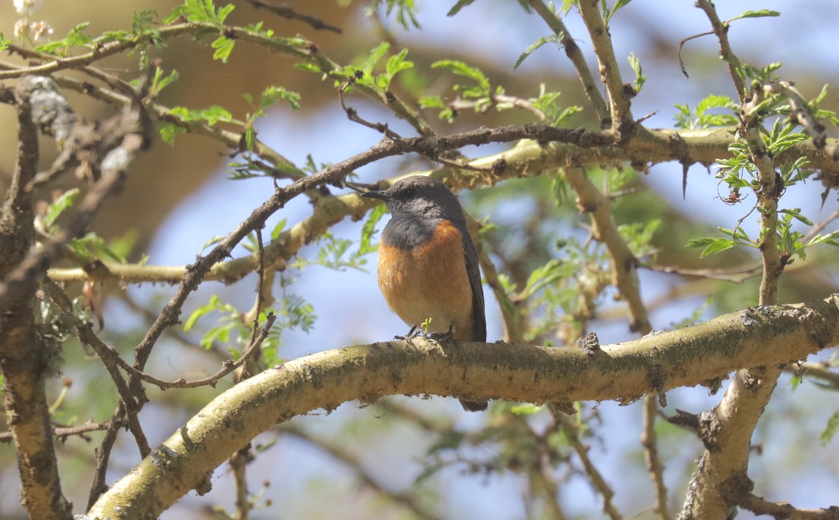 Little Rock-Thrush - ML648893835