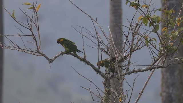 Yellow-eared Parrot - ML648893904