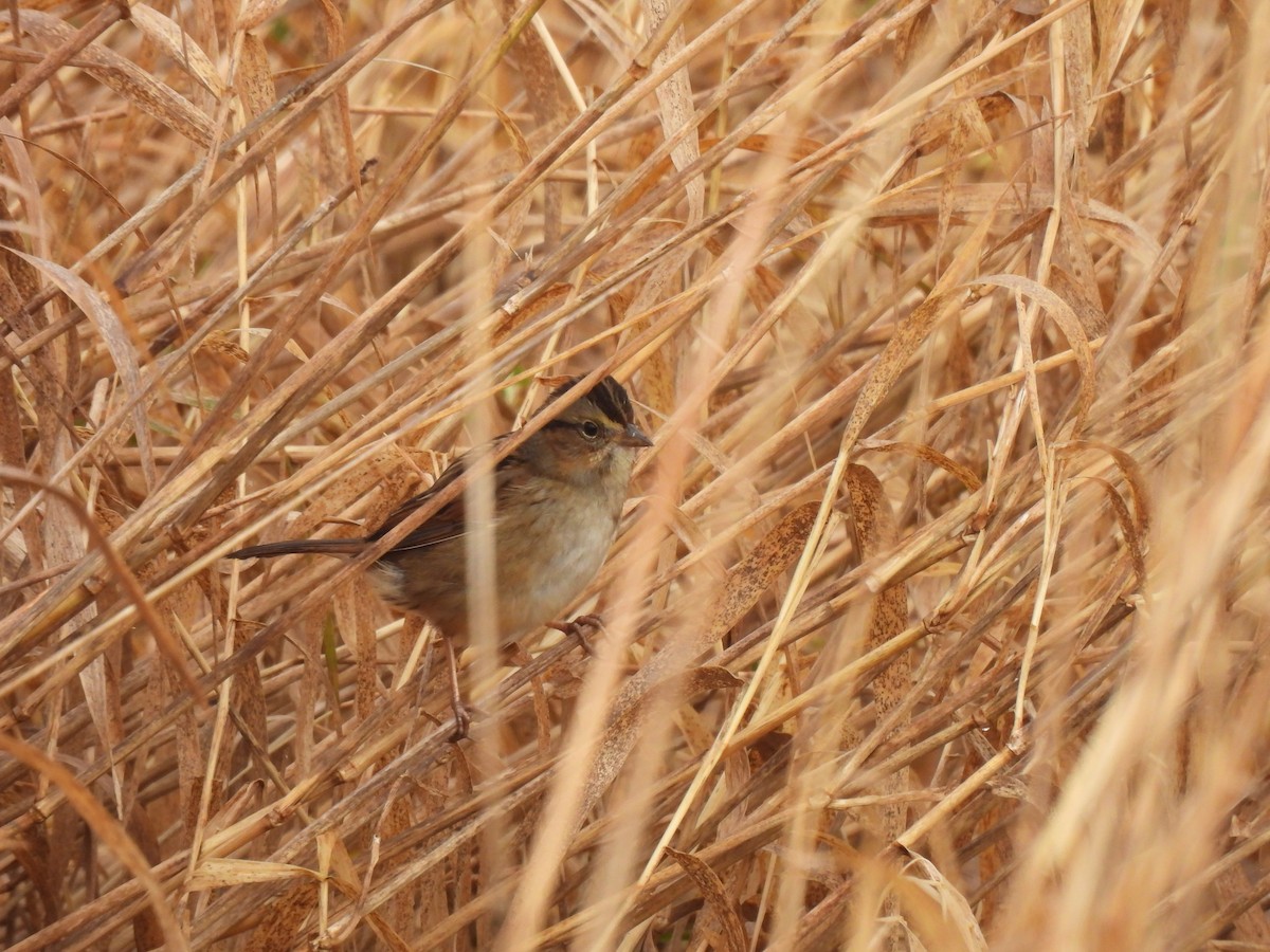 Sumpfammer - ML648893921