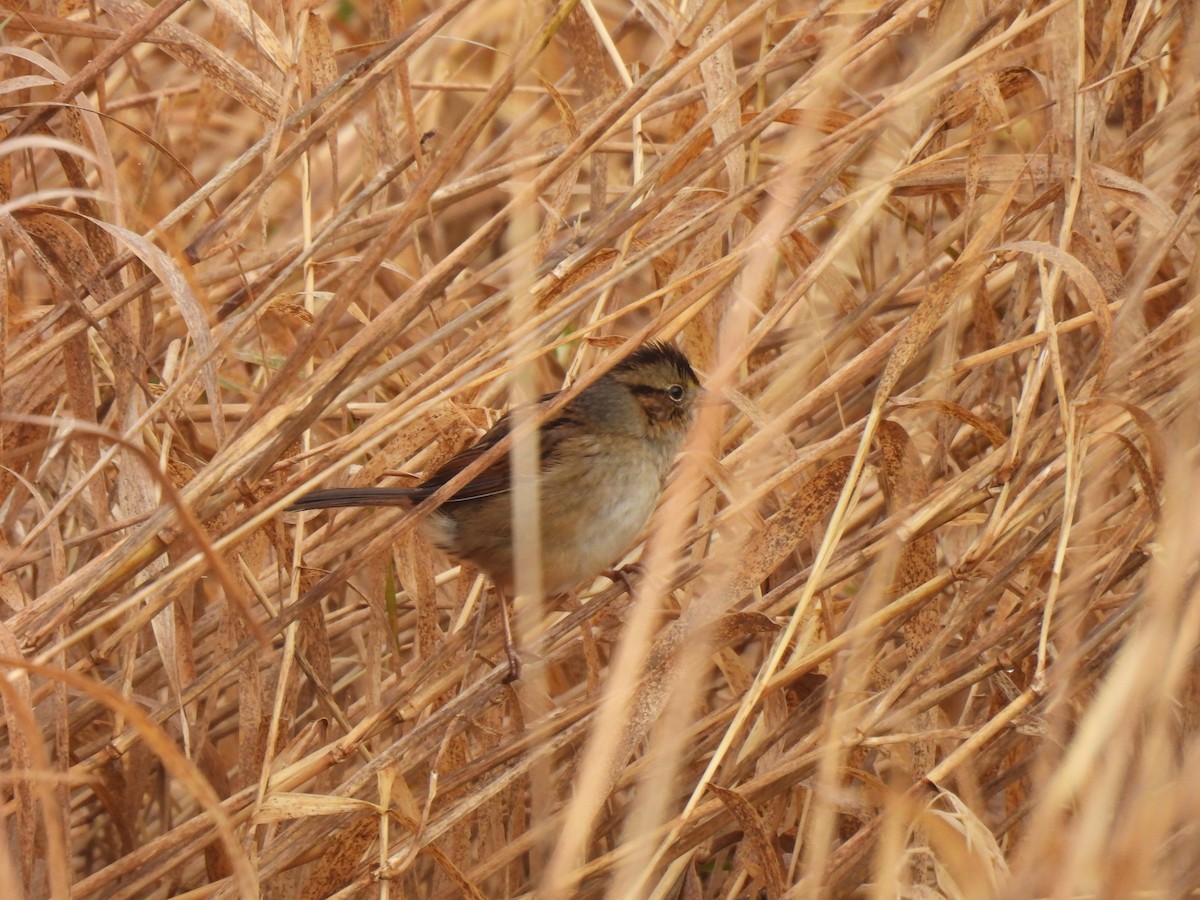 Sumpfammer - ML648893937