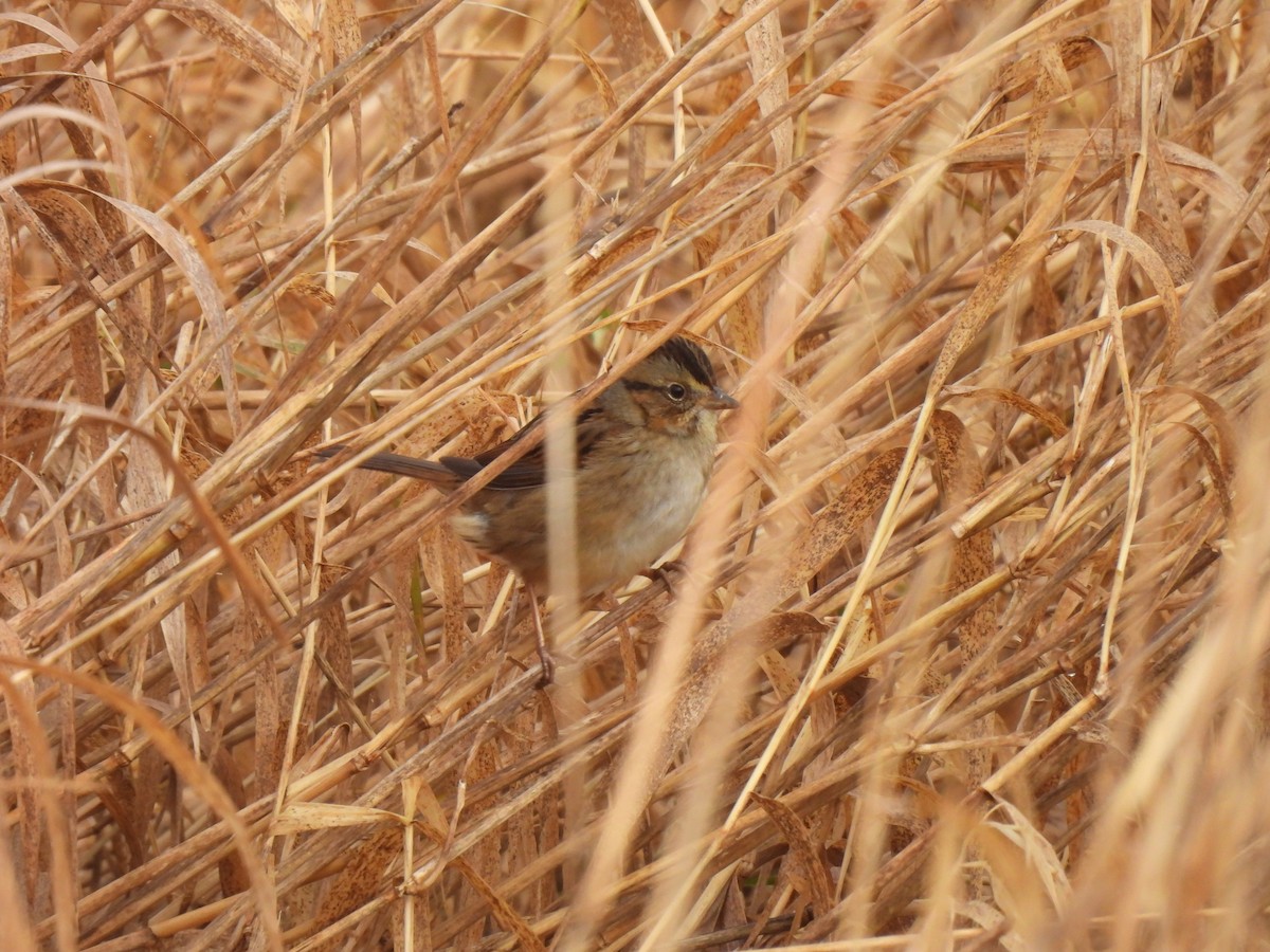 Sumpfammer - ML648893968