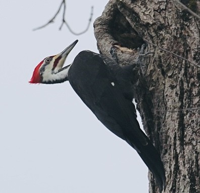 Pileated Woodpecker - ML648894005