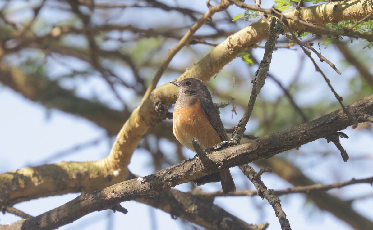 Little Rock-Thrush - ML648894043