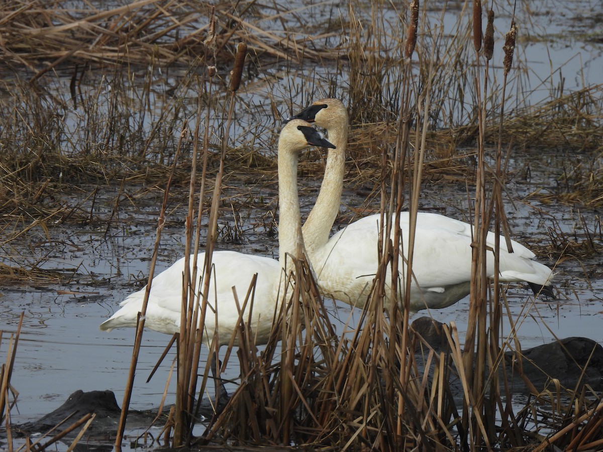 Trompeterschwan - ML648894067