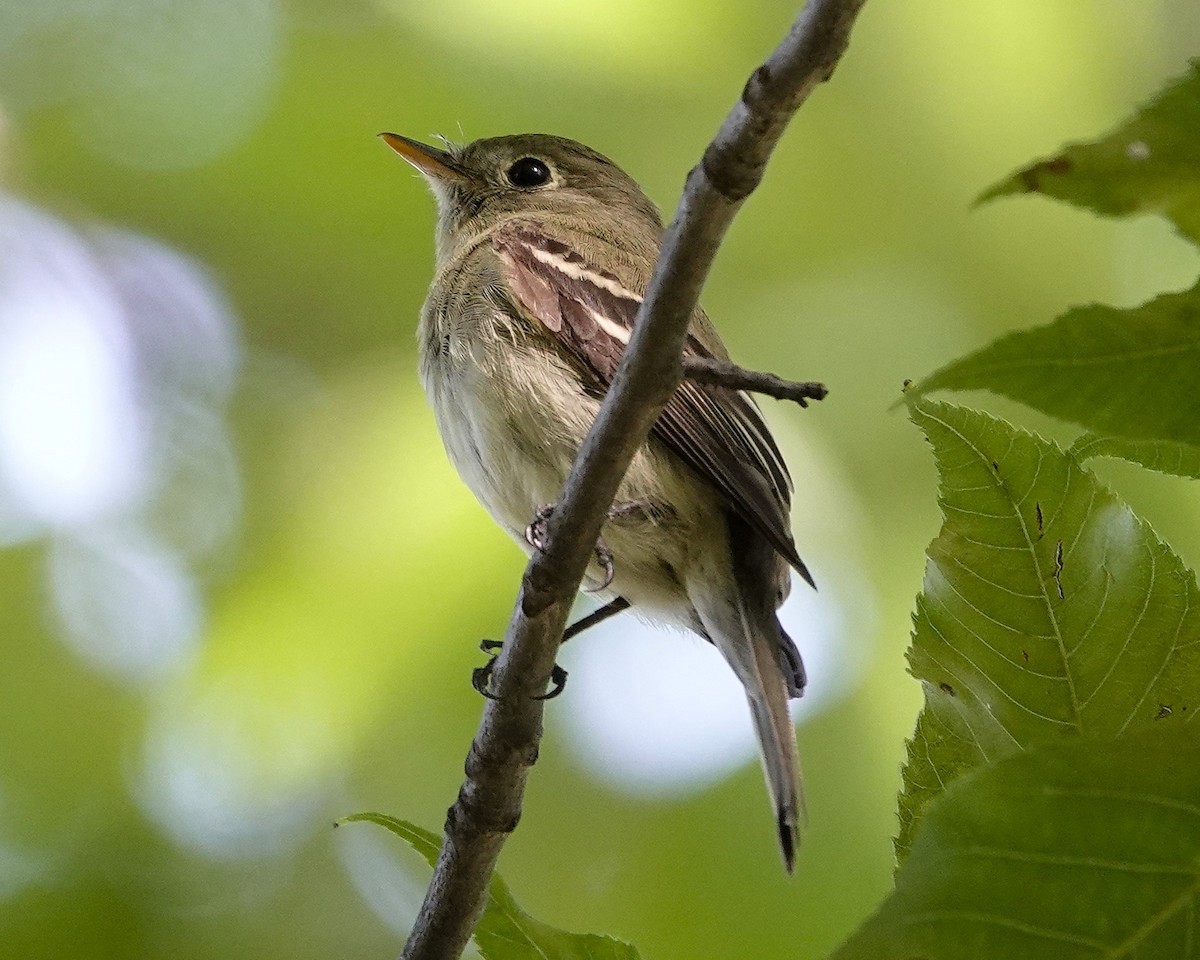 tyranovec žlutobřichý - ML648894125