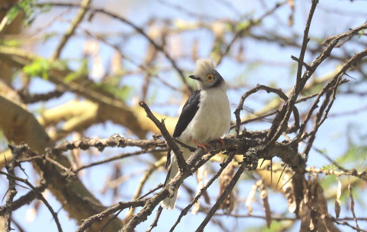 White-crested Helmetshrike - ML648894188