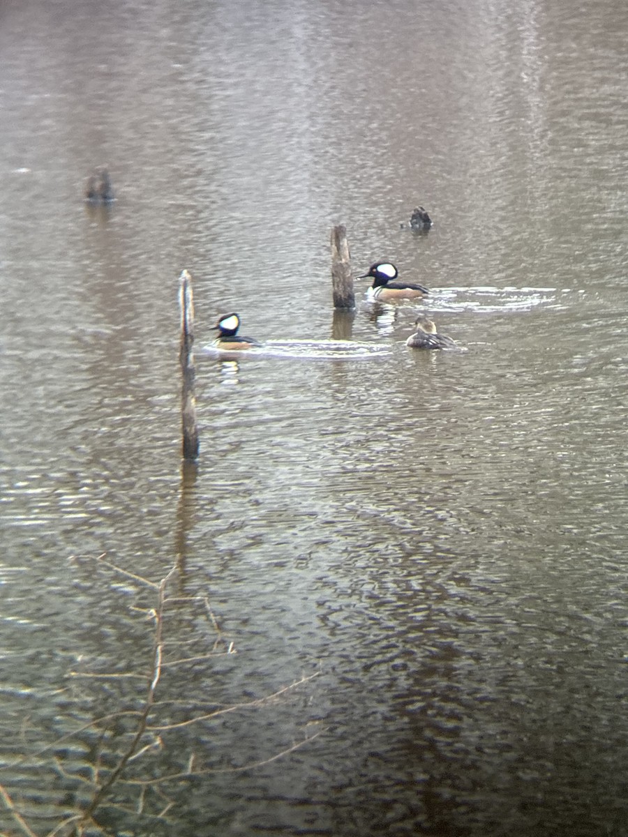 Zerra buruhandia - ML648894228