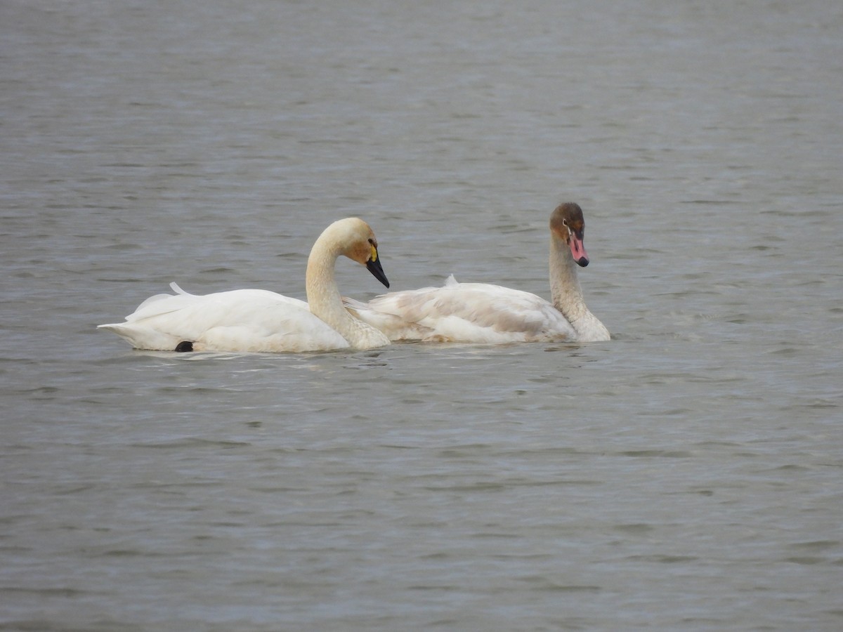 Zwergschwan - ML648894232