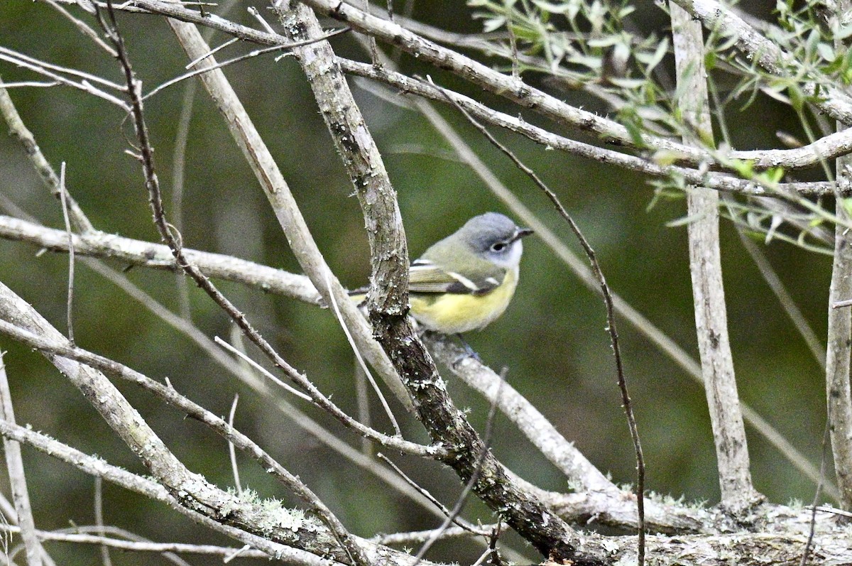 Blue-headed Vireo - ML648894237