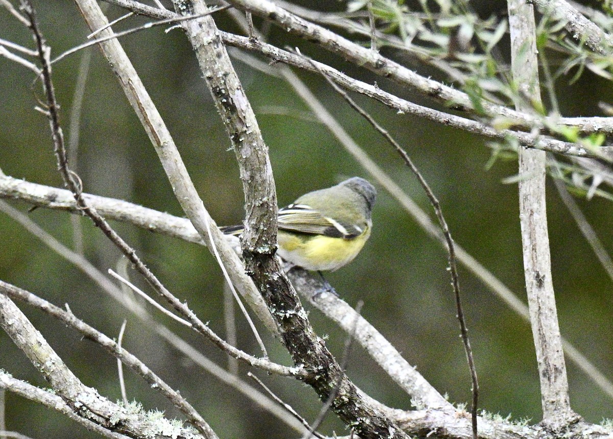 Blue-headed Vireo - ML648894238