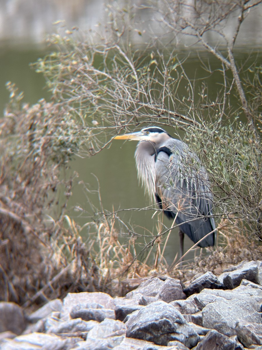 Koartza hauskara amerikarra - ML648894252