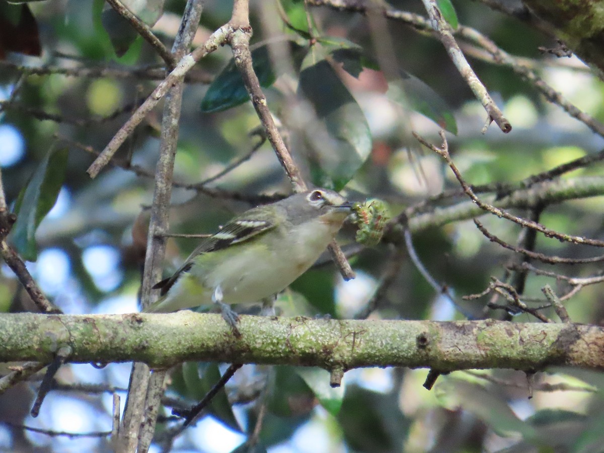 Blue-headed Vireo - ML648894267