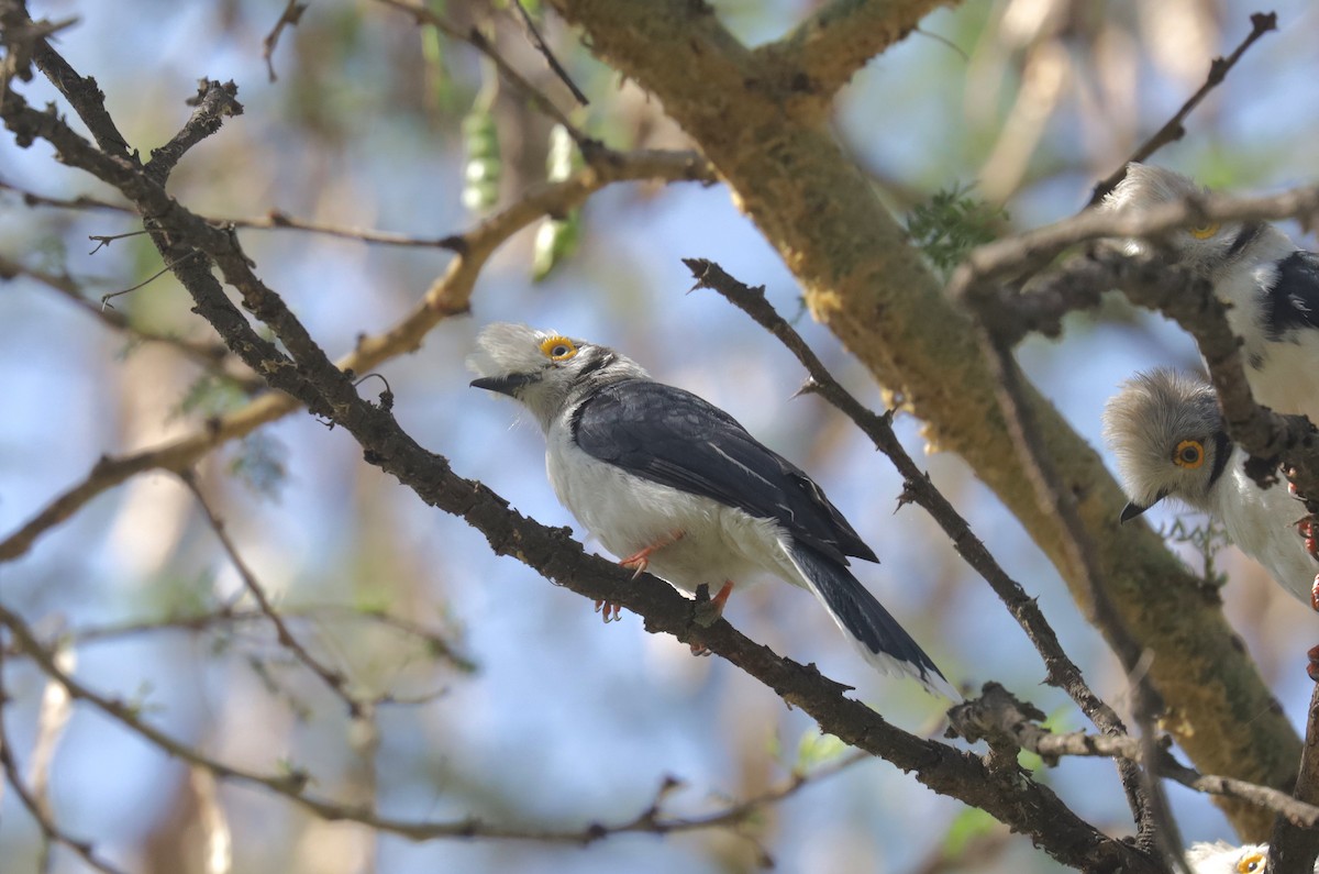 White-crested Helmetshrike - ML648894292
