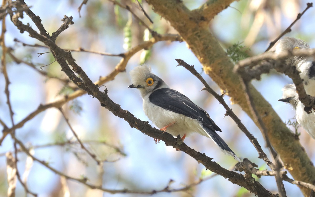 White-crested Helmetshrike - ML648894394