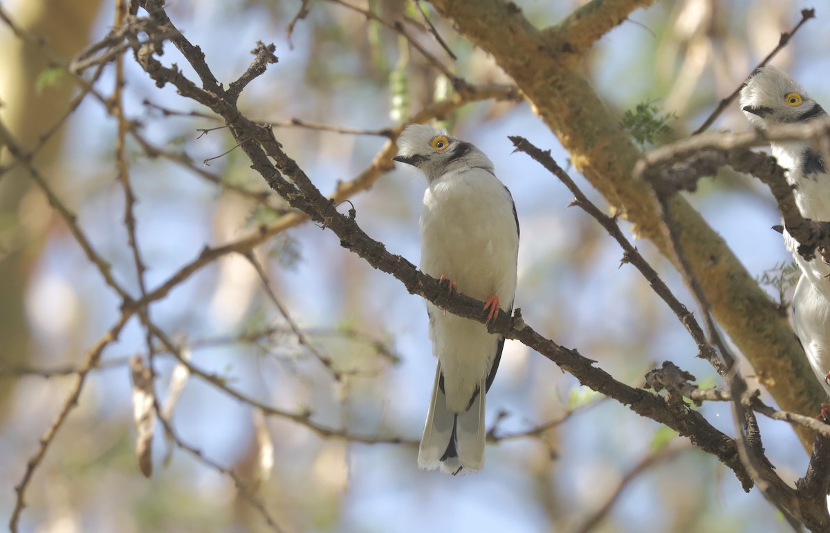 White-crested Helmetshrike - ML648894495