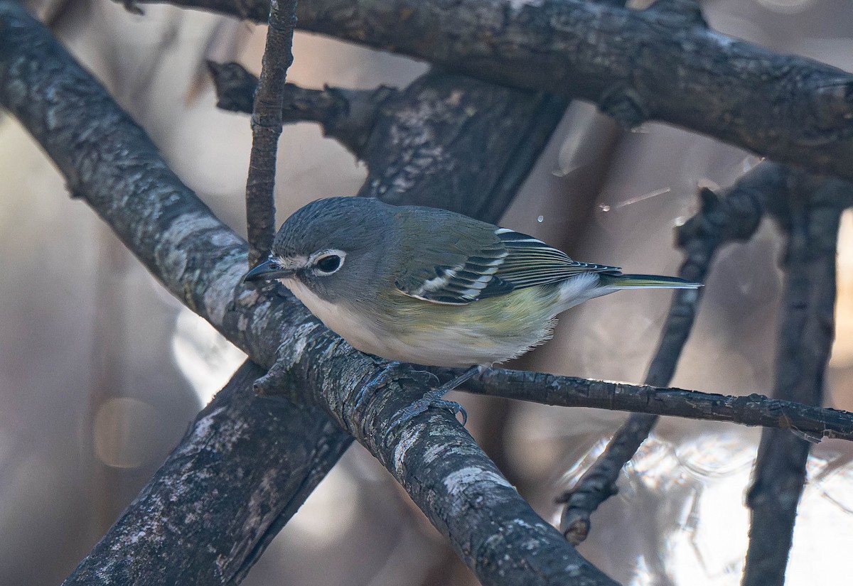 Blue-headed Vireo - ML648894821