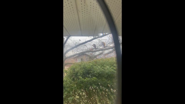 Cooper's Hawk - ML648894994