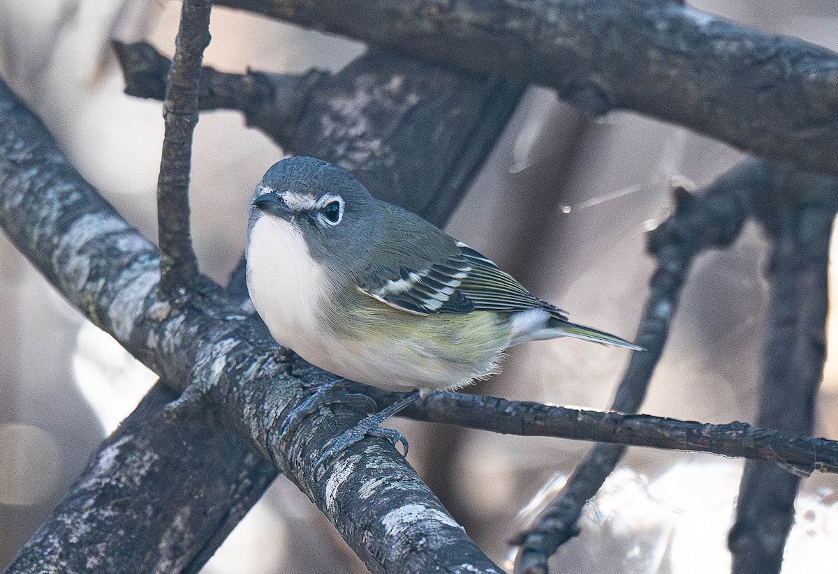 Blue-headed Vireo - ML648895068