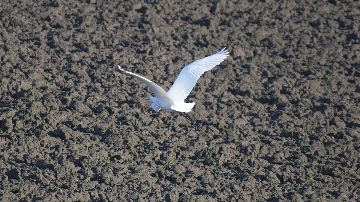 Great Egret - ML648895314