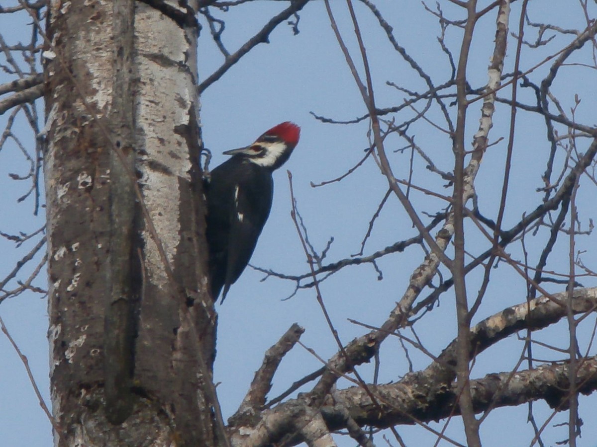 Pileated Woodpecker - ML648895326