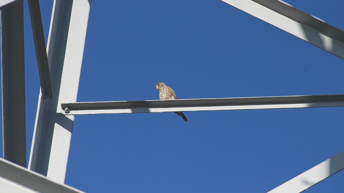 Eurasian Kestrel - ML648895327