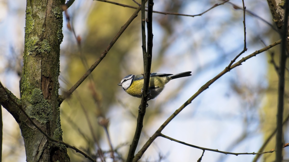 Eurasian Blue Tit - ML648895342