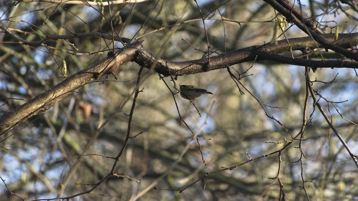 Common Firecrest - ML648895345