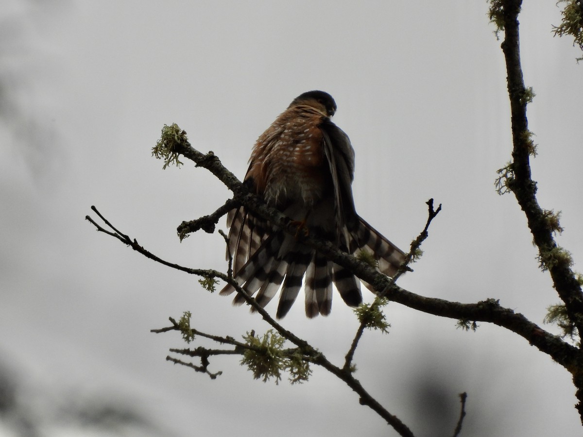 Sharp-shinned Hawk - ML648895376