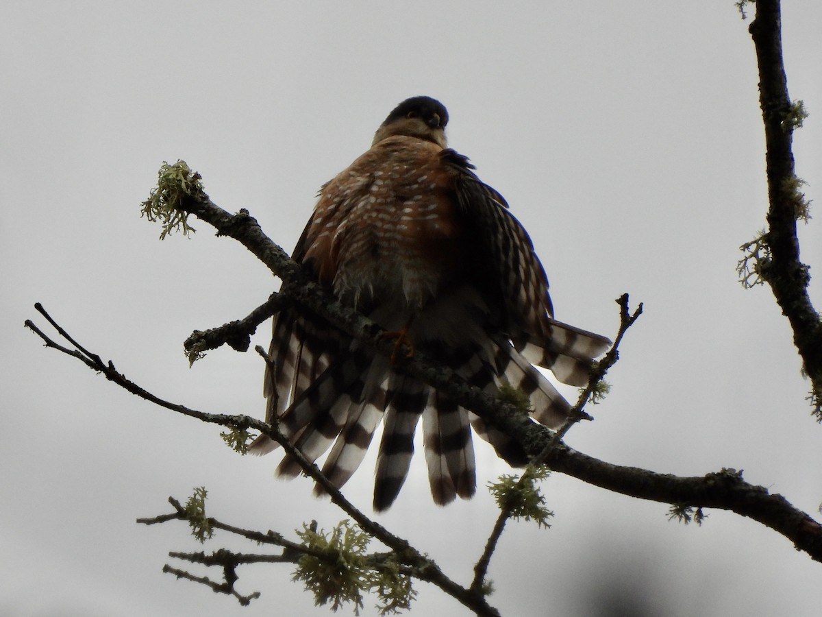Sharp-shinned Hawk - ML648895377