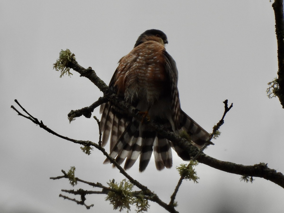 Sharp-shinned Hawk - ML648895378