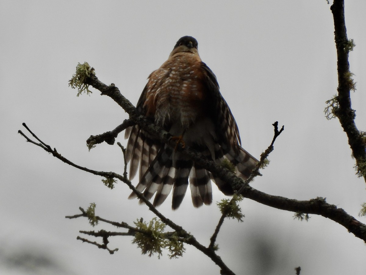 Sharp-shinned Hawk - ML648895379