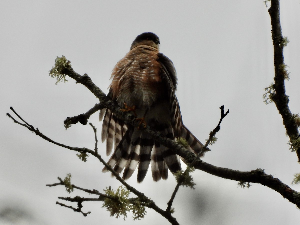 Sharp-shinned Hawk - ML648895380