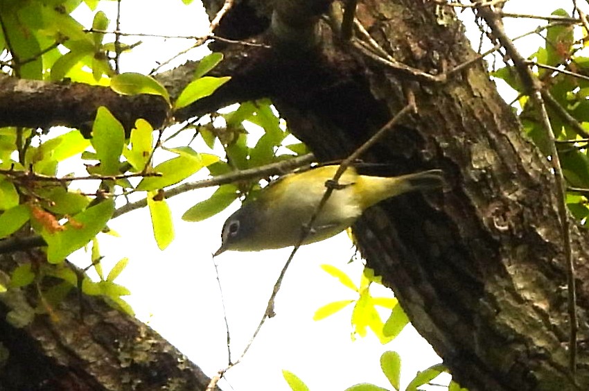Blue-headed Vireo - Sharon Wilcox