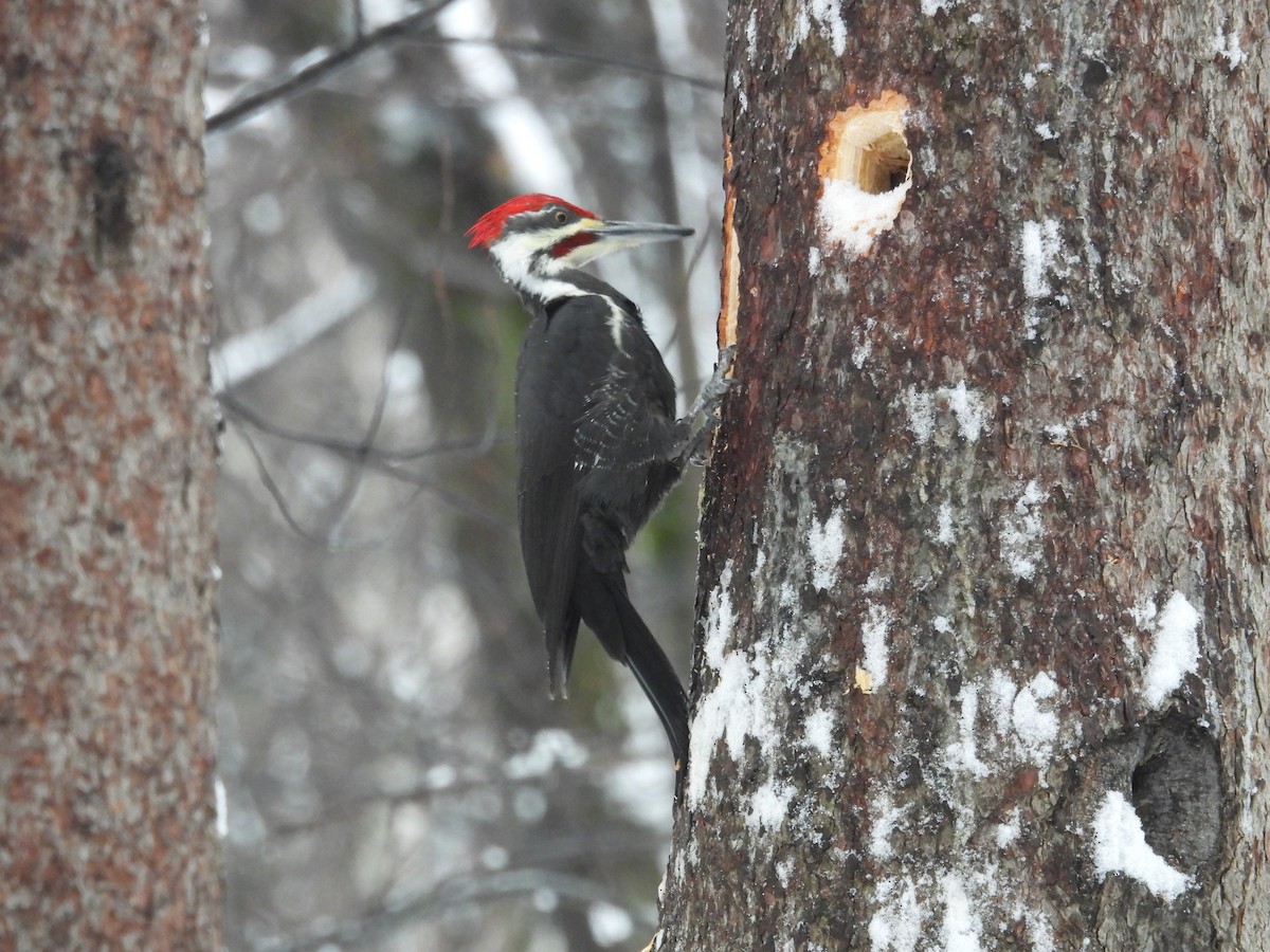 Pileated Woodpecker - ML648895492