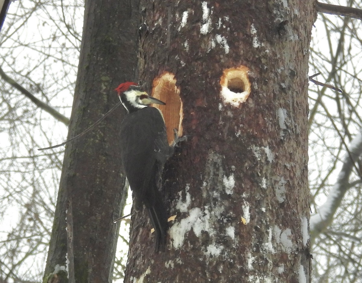 Pileated Woodpecker - ML648895493