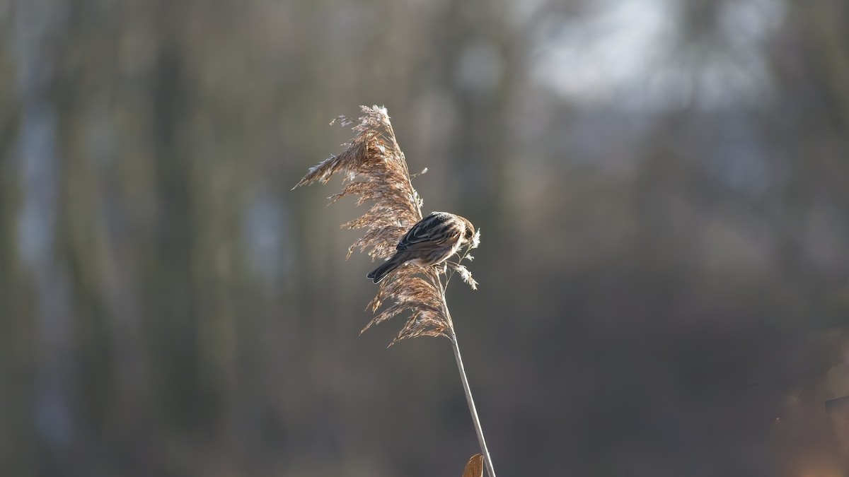 Reed Bunting - ML648895512
