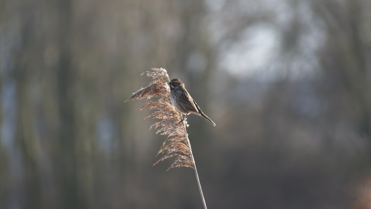 Reed Bunting - ML648895513