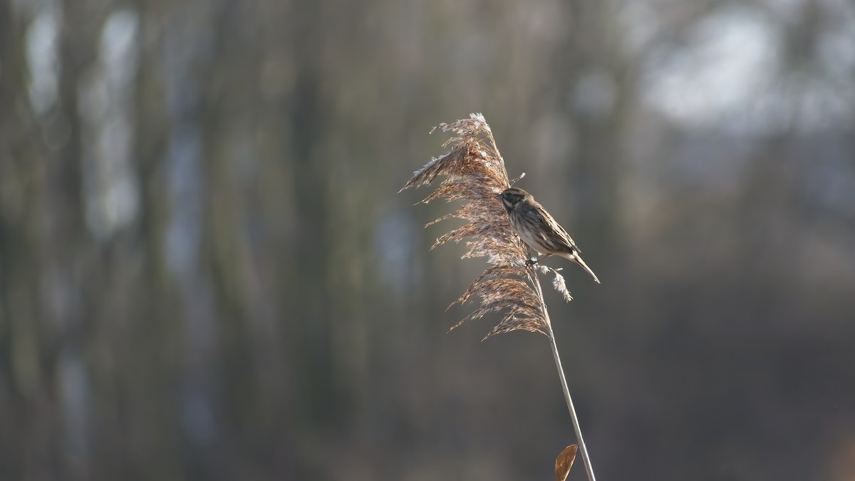 Reed Bunting - ML648895515