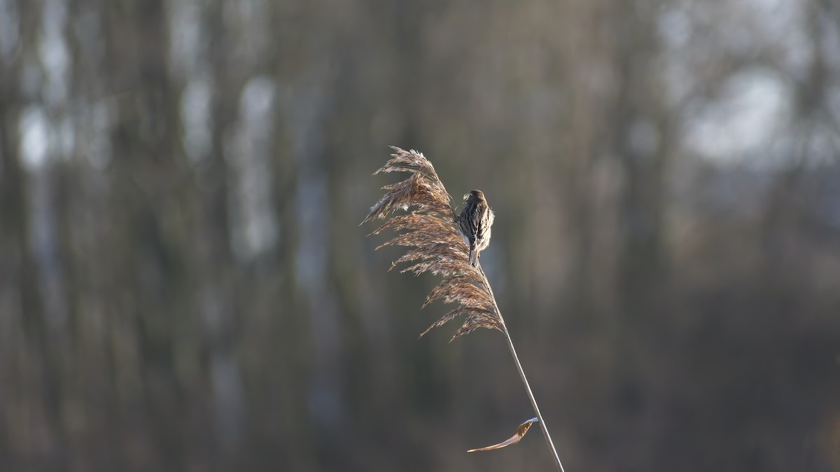 Reed Bunting - ML648895516