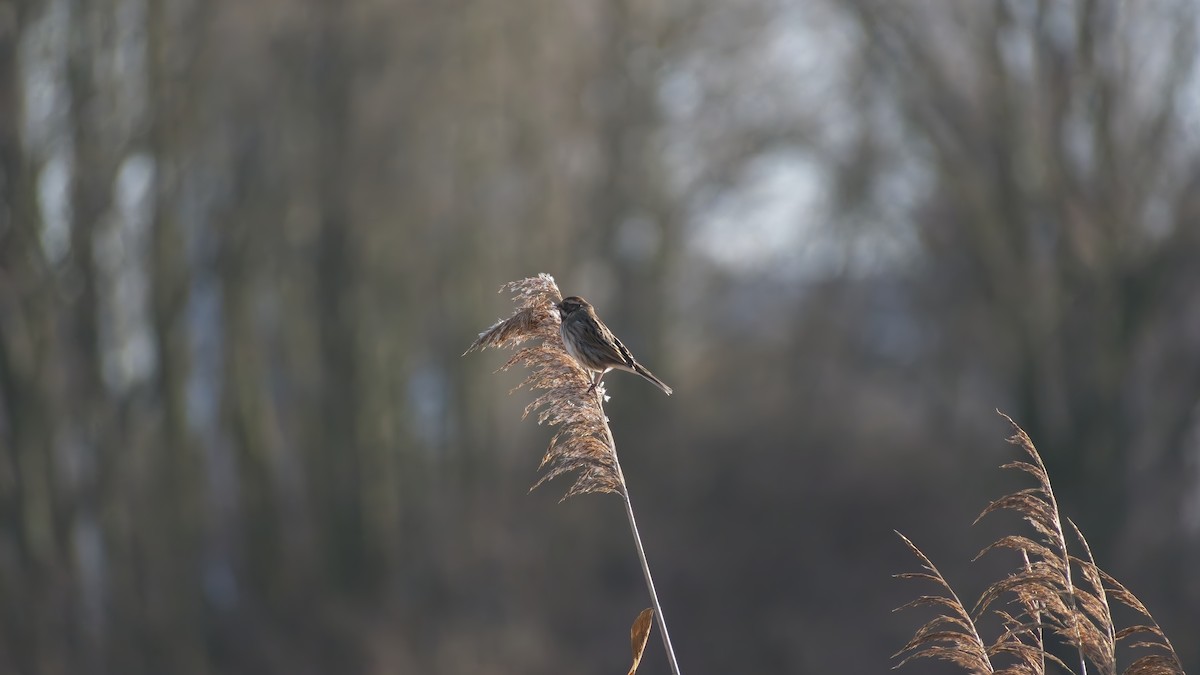 Reed Bunting - ML648895517