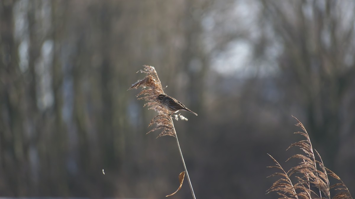 Reed Bunting - ML648895518