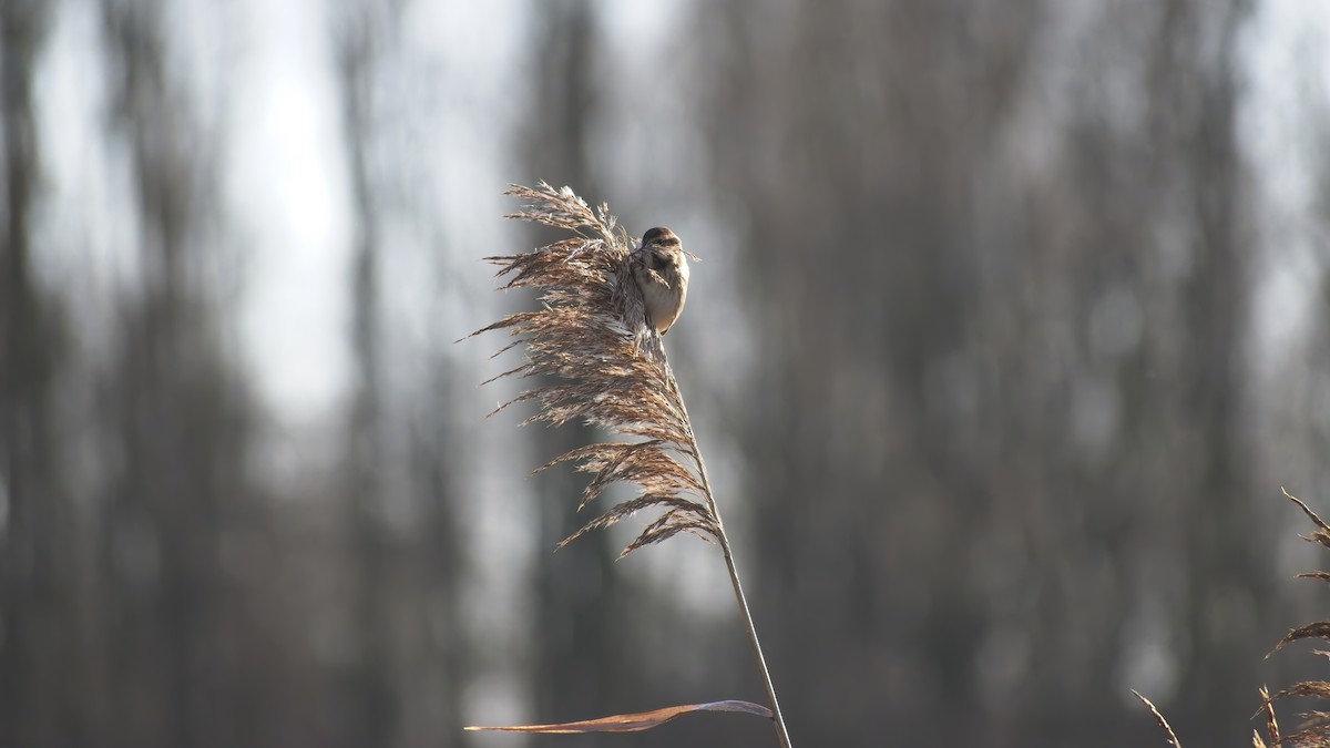 Reed Bunting - ML648895519