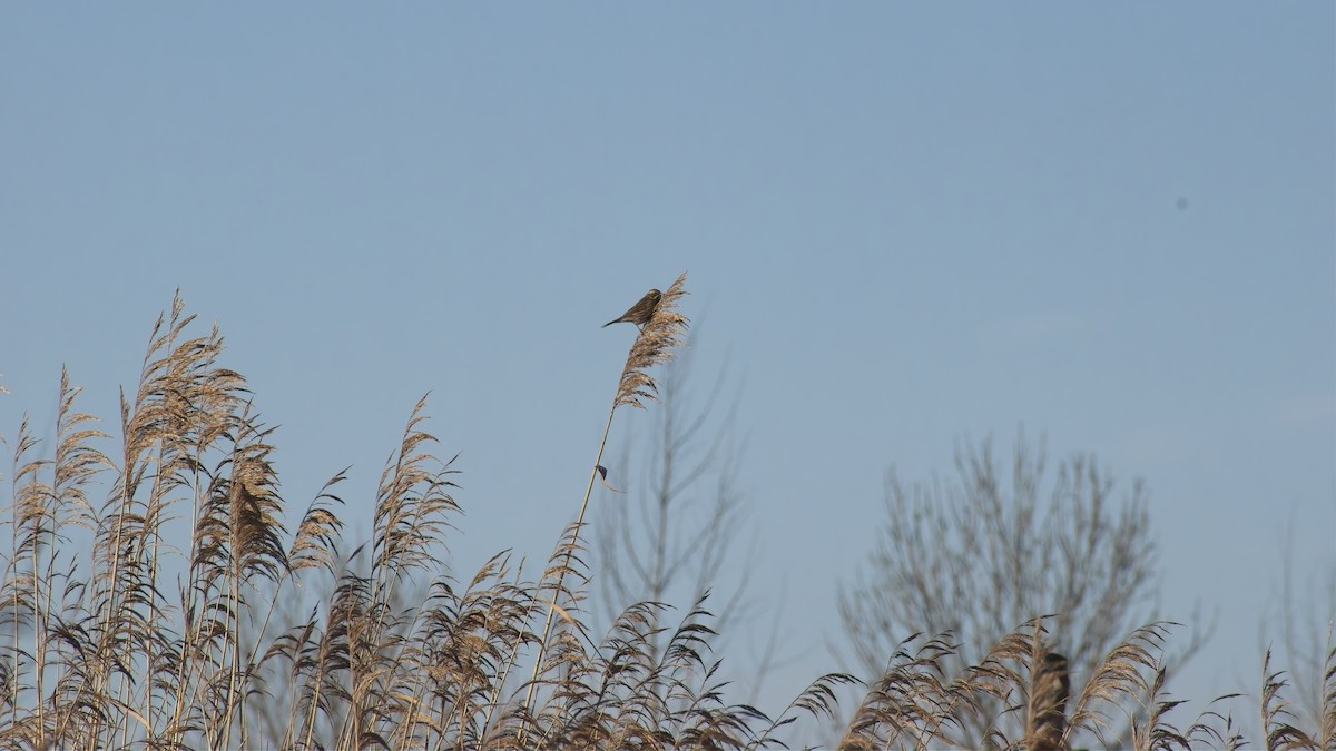 Reed Bunting - ML648895520