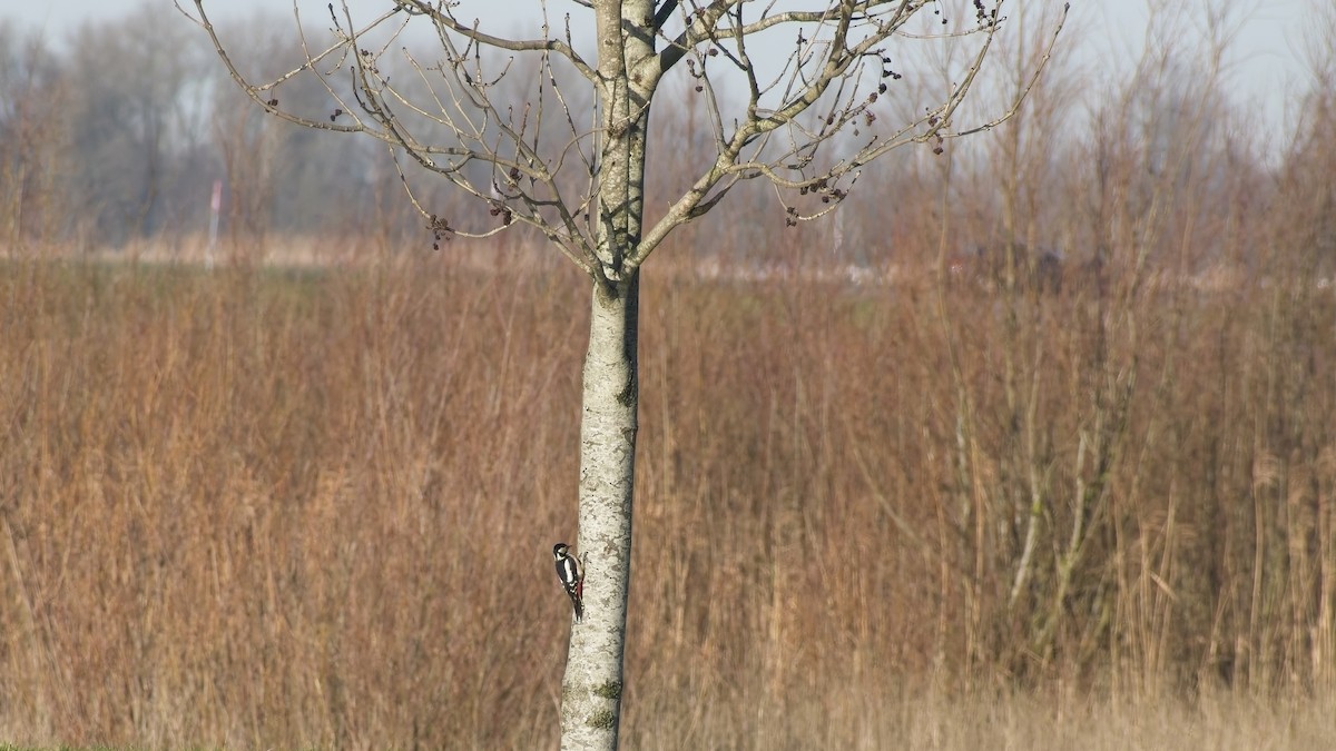Great Spotted Woodpecker - ML648895662